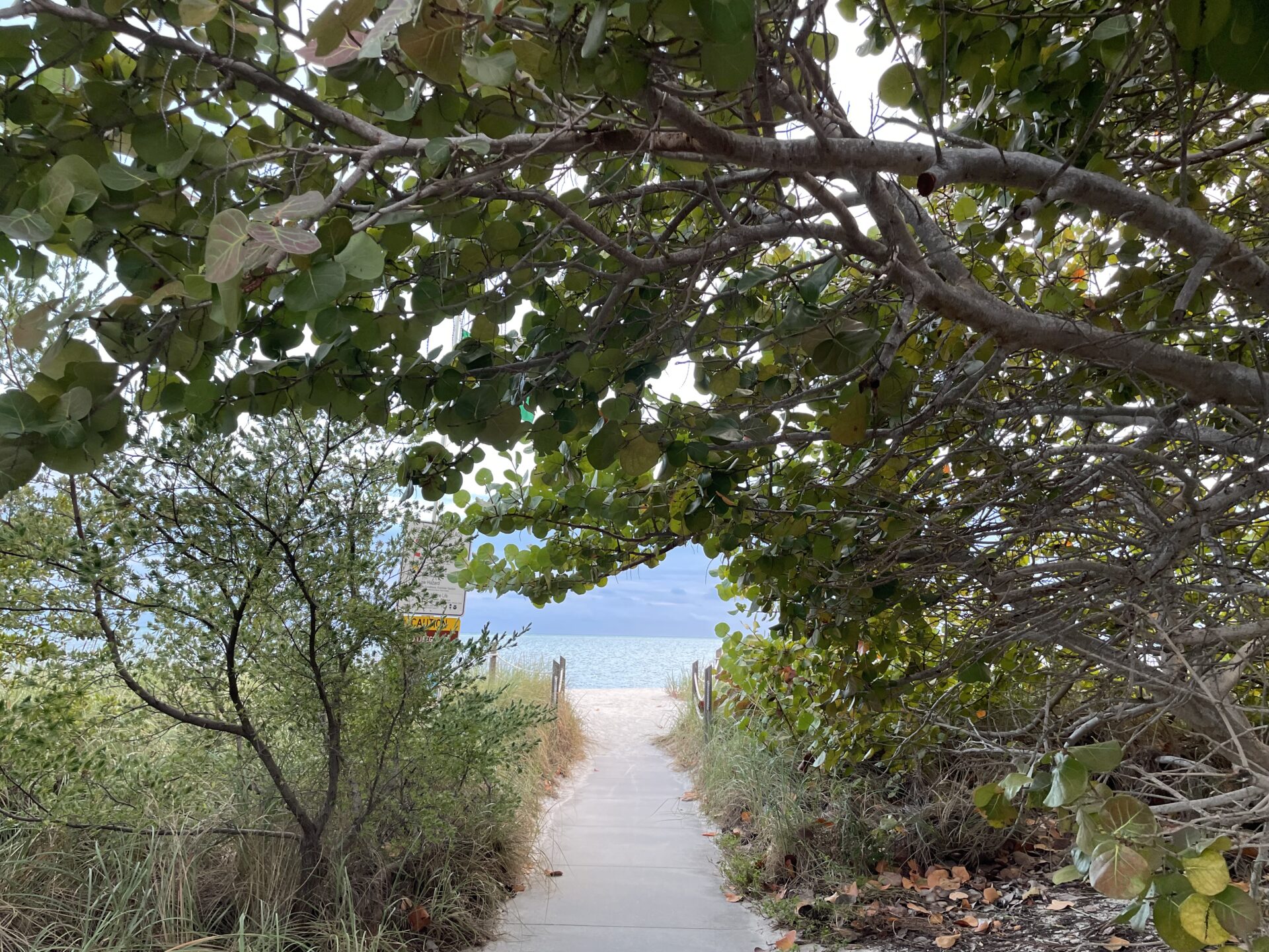 path to the beach framed with sea grape trees at curry hammock state park
