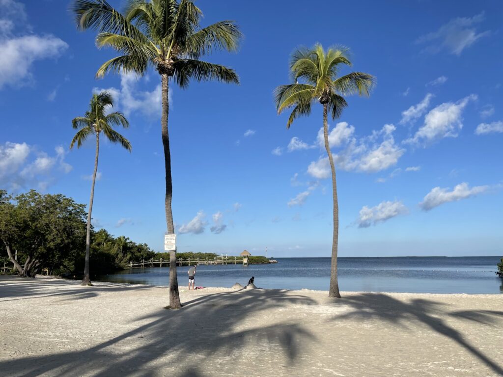 beach at founders park in islamorada in the Florida Keys on a sunny day with palm trees